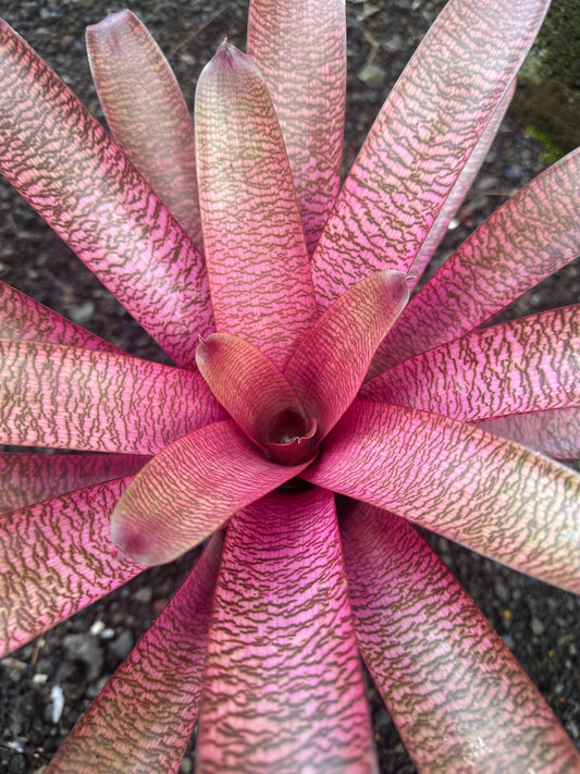 Vriesea ‘Patrice’ x ‘(‘Kaumana’ pink x ‘Hilo Rainbow’
