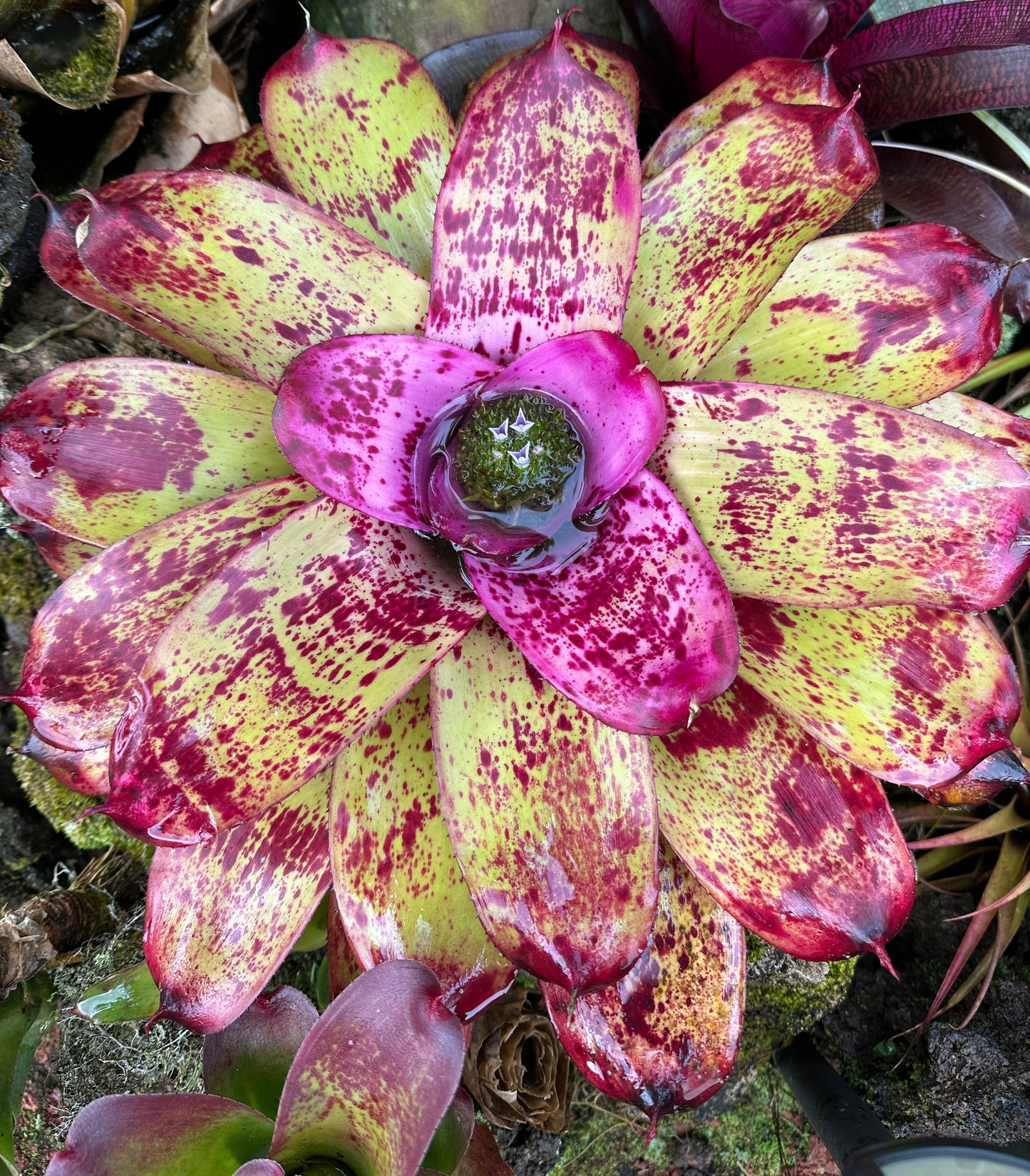 Neoregelia ‘Princess Annique’
