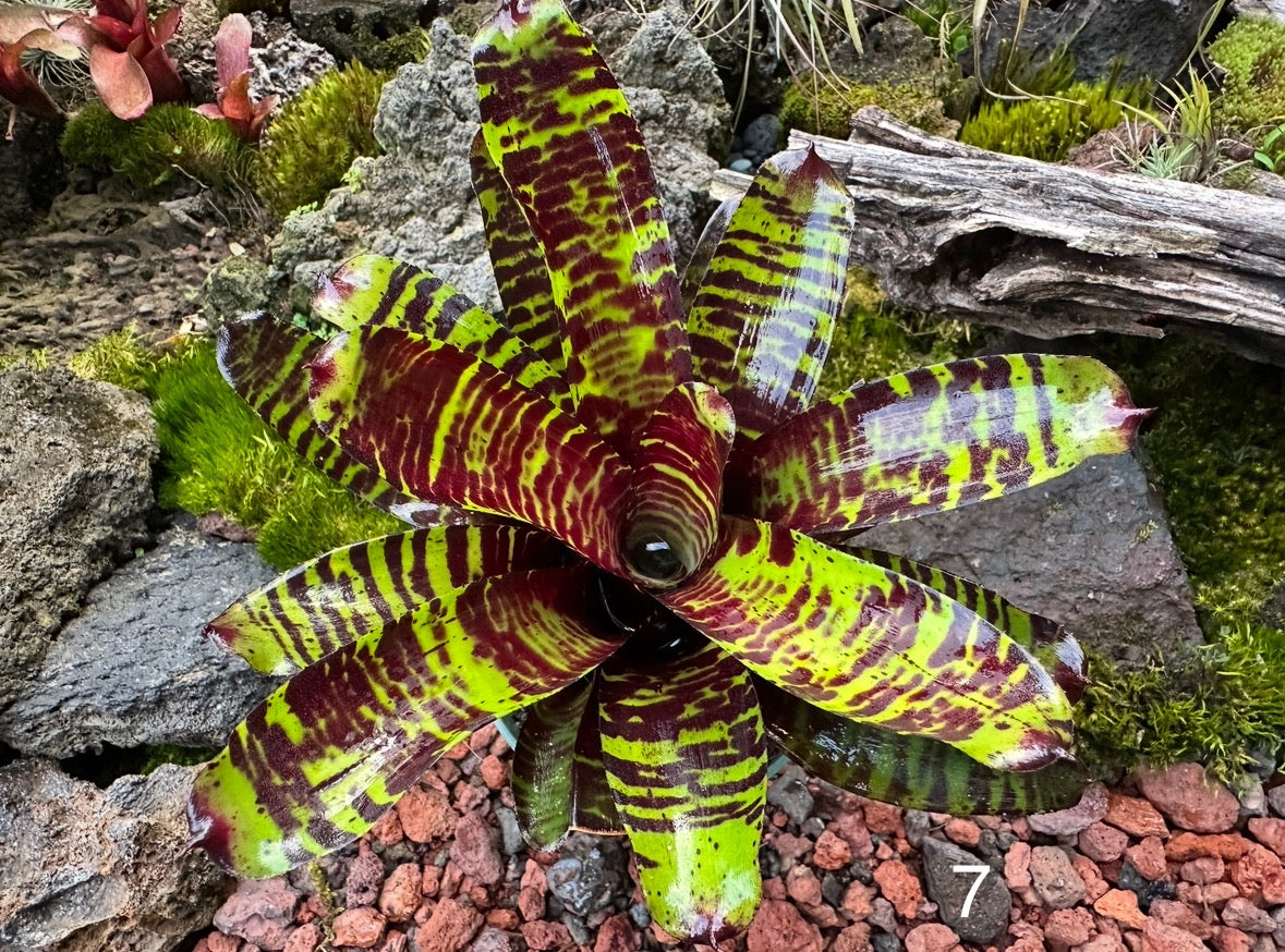 Assorted Neoregelia Minis