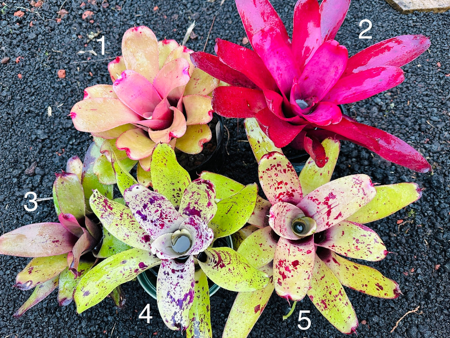Assorted Neoregelia