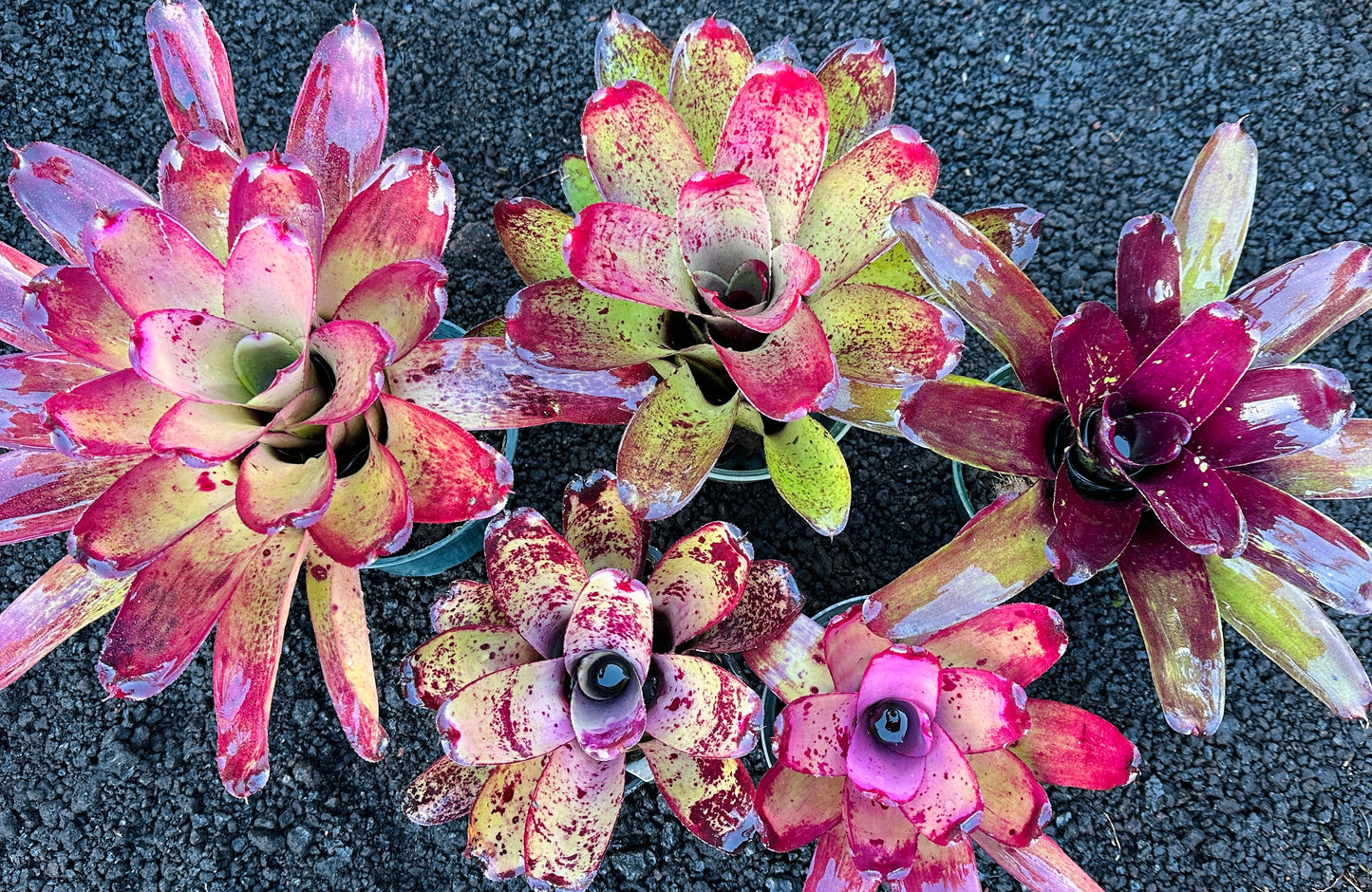 Assorted Neoregelia