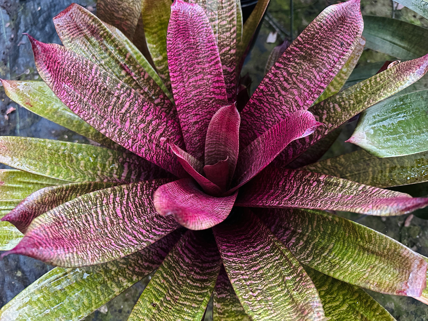 Vriesea ‘Royal Hawaiian Sunset’