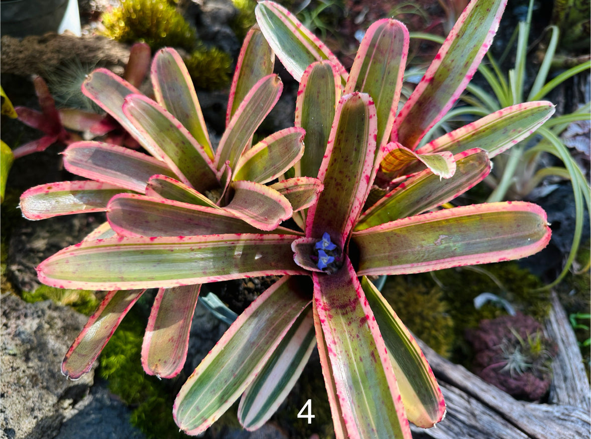 Assorted Neoregelia Minis