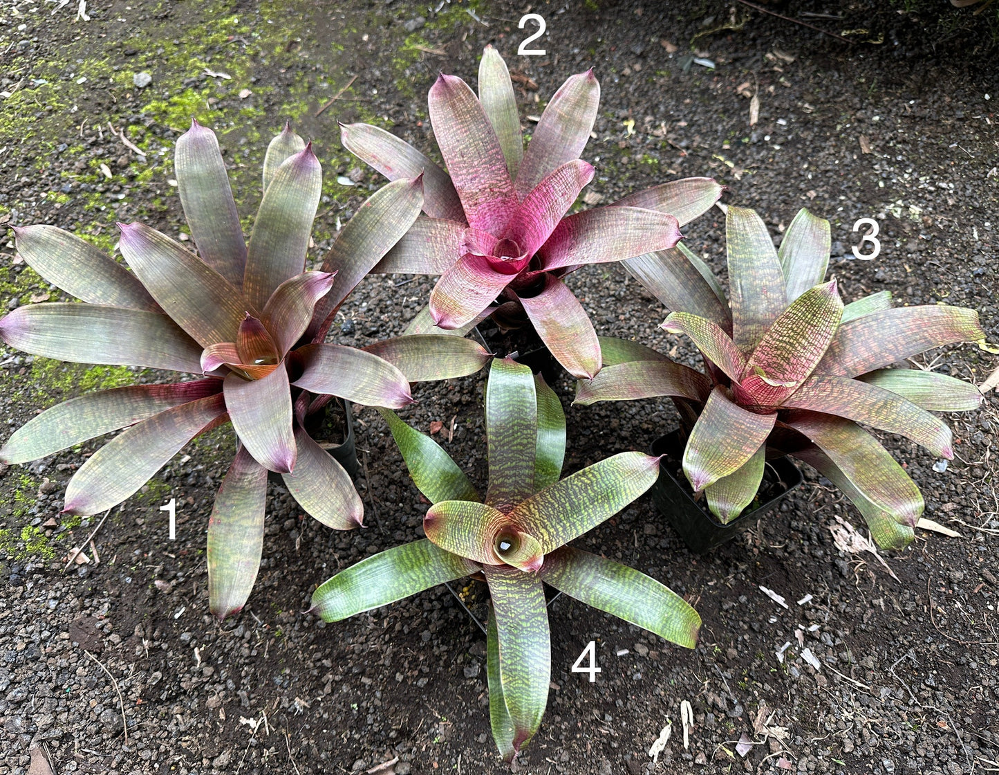 Assorted Vriesea