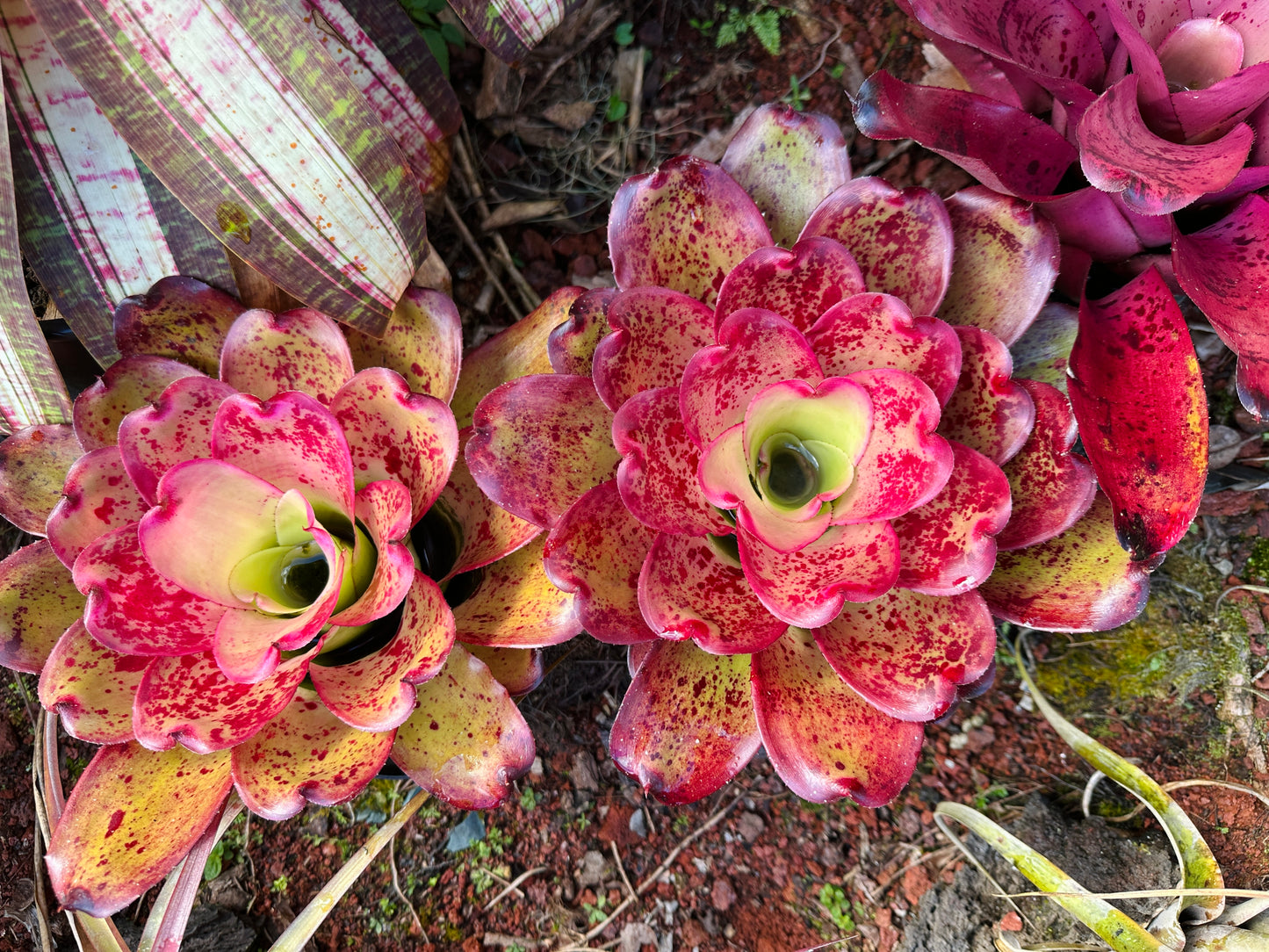 Neoregelia ‘John Hirota’