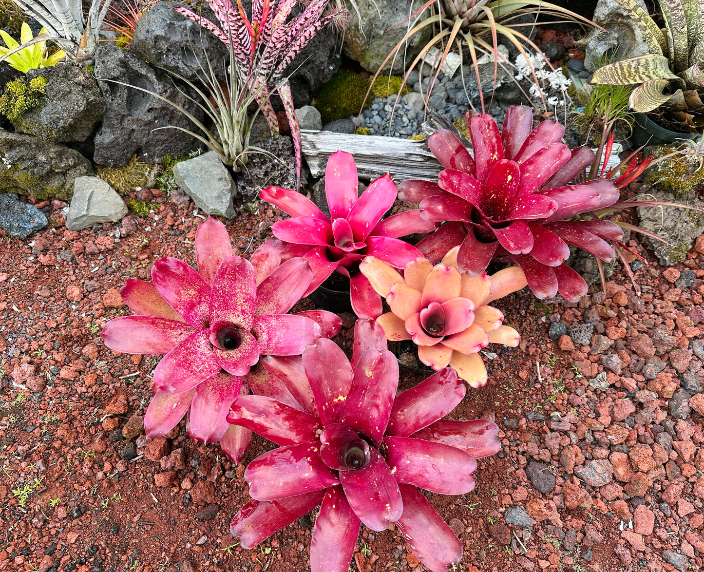 Assorted Neoregelia
