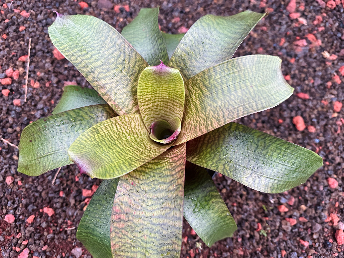Vriesea hieroglyphica x (‘Kilauea’ x ‘Hawaiian Sunset’)