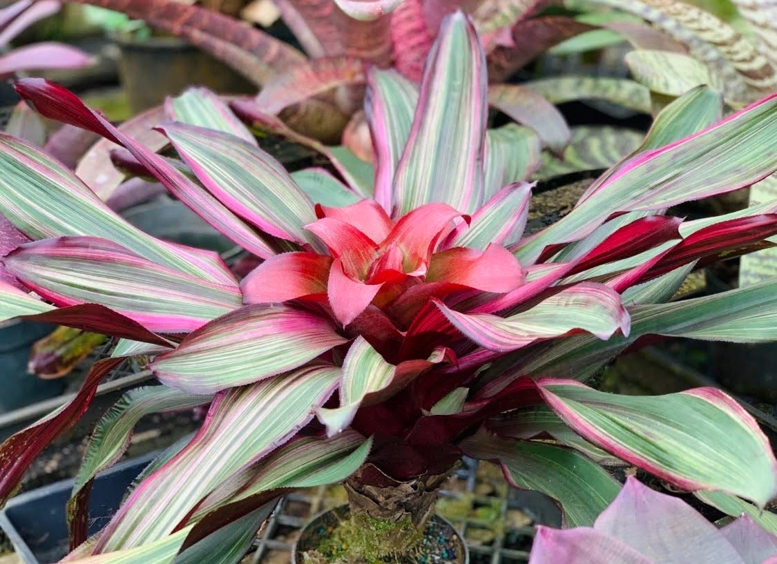 Nidularium ‘Ruby Lee’