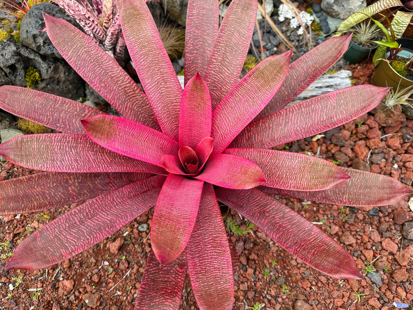 Vriesea ‘Panaewa Beauty’