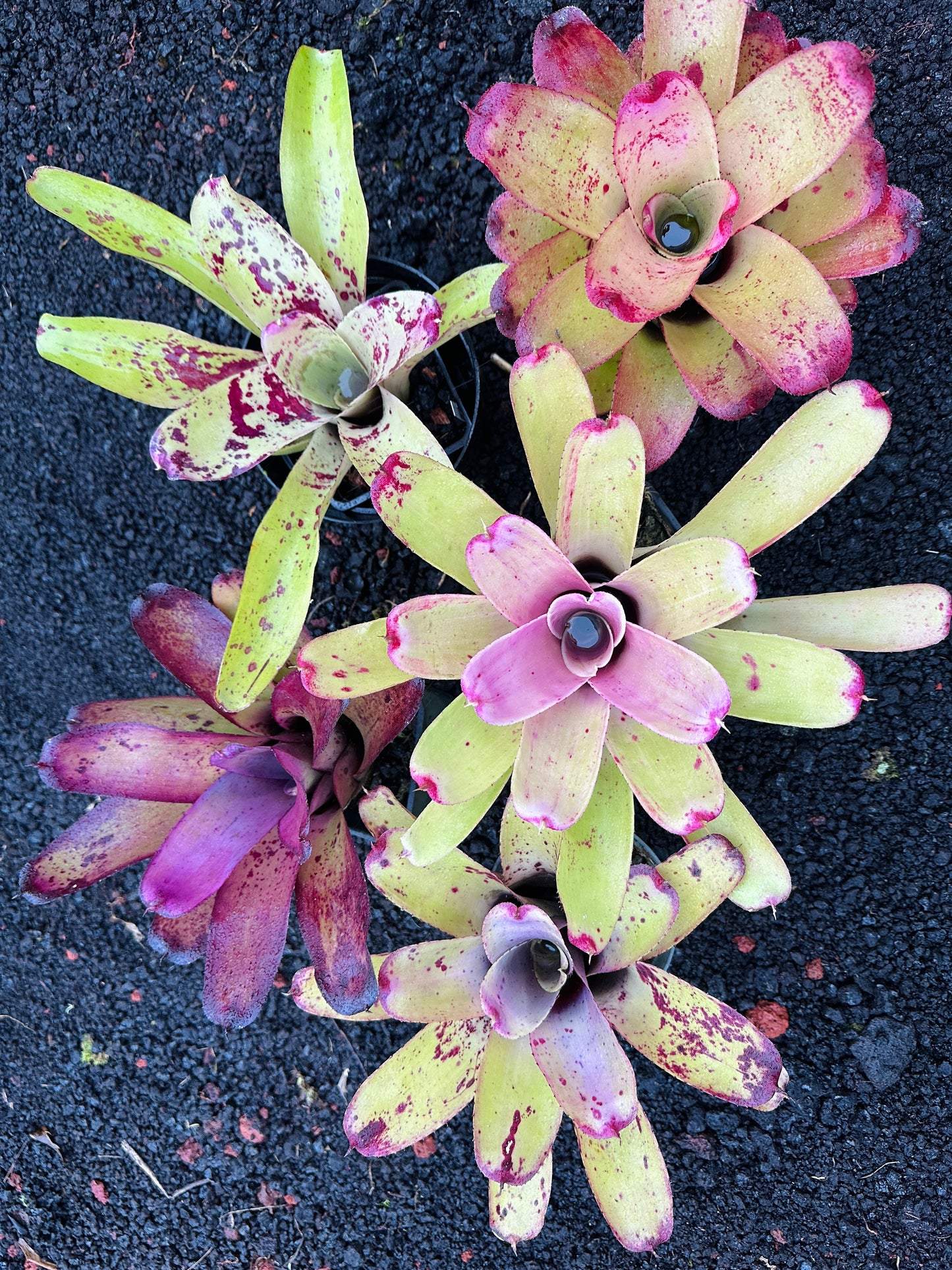 Assorted Neoregelia