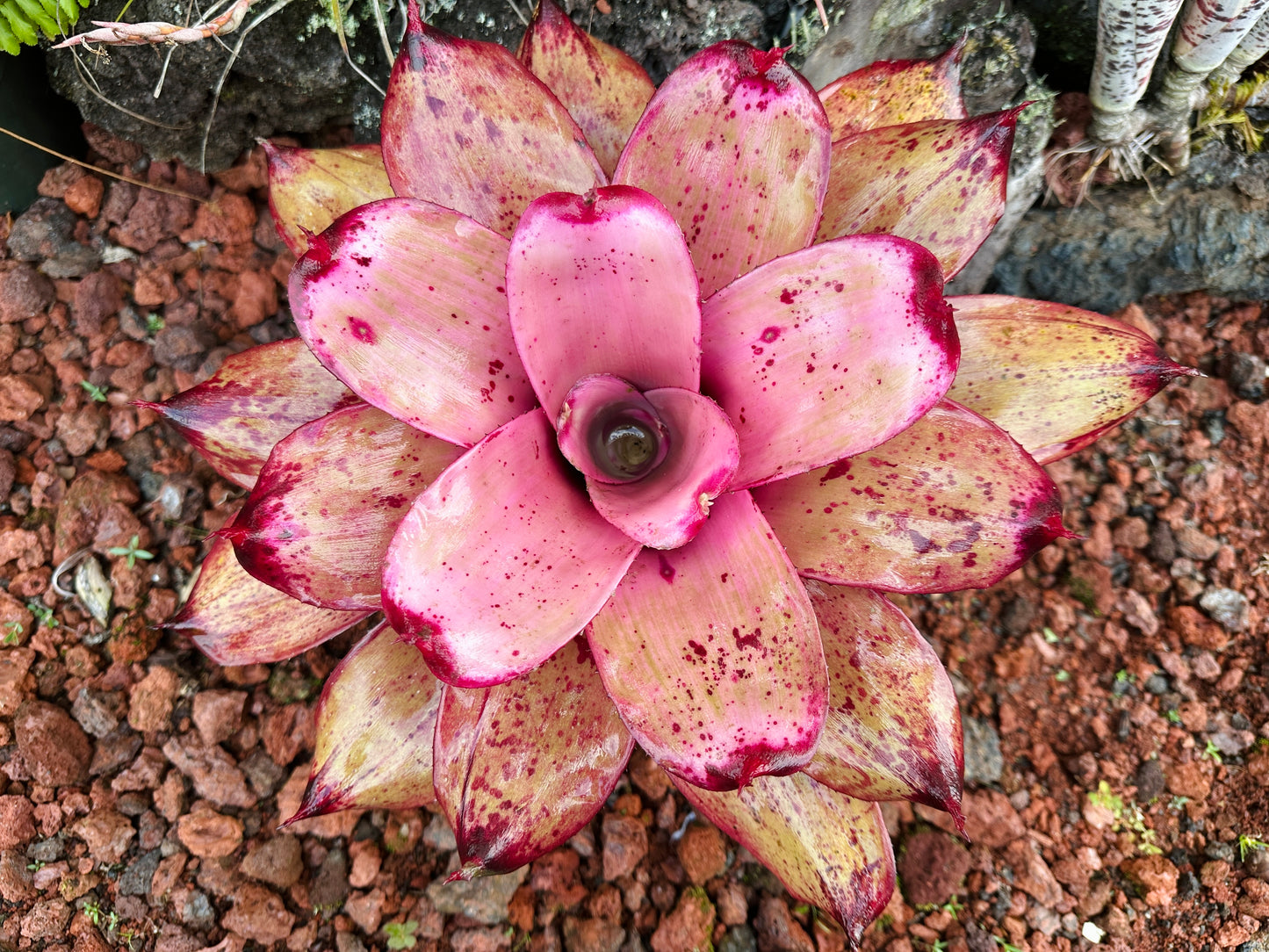 Neoregelia ‘Michi’ x ‘Lilikoi’
