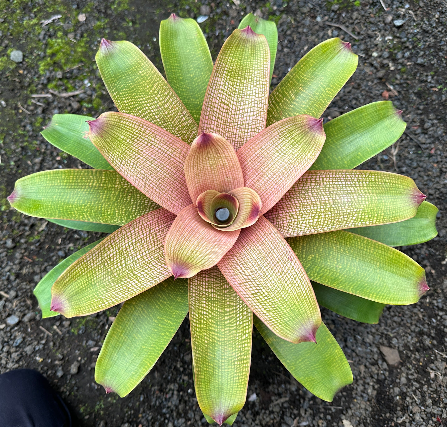 Vriesea fenestralis x ‘Hawaiian Ruby’