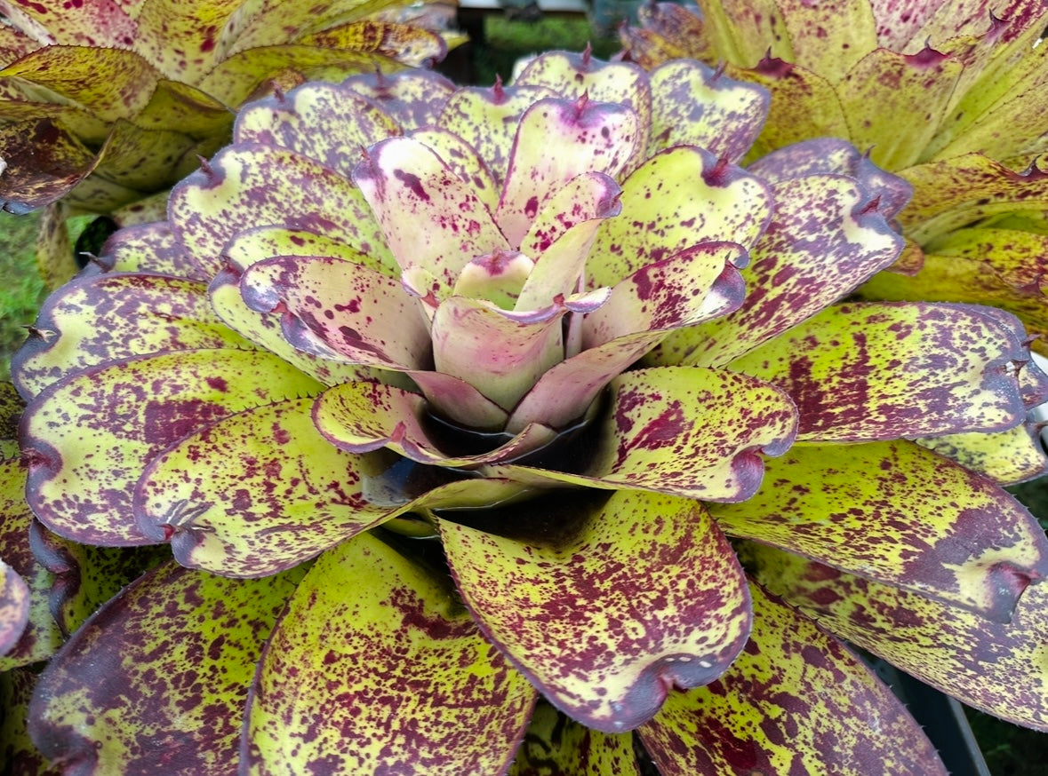 Neoregelia ‘Hawaiian Starlight’