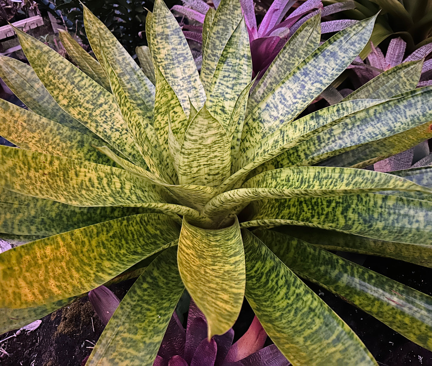 Werauhia kupperiana