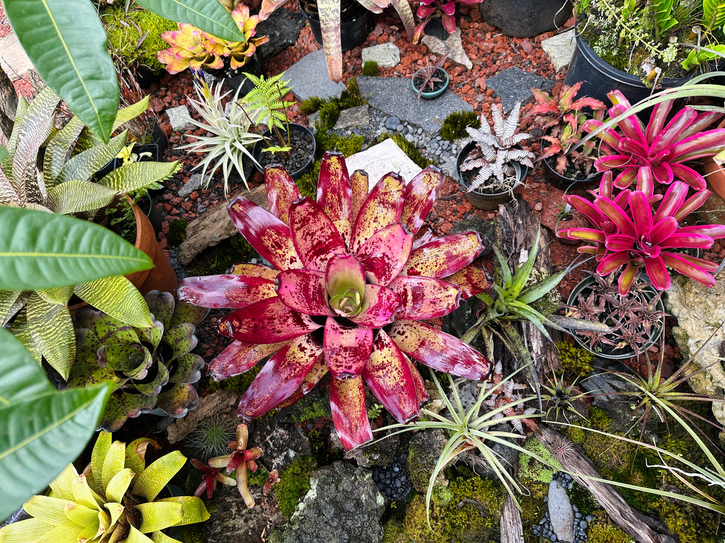 Neoregelia ‘Ninja’ x ‘Takemura Grande’