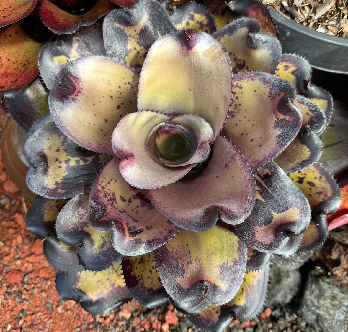Neoregelia ‘Midnight Ninja’
