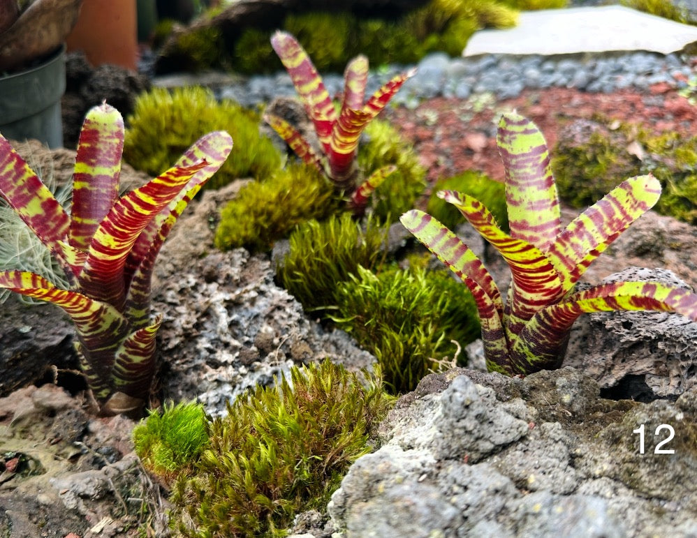 Assorted Neoregelia Minis