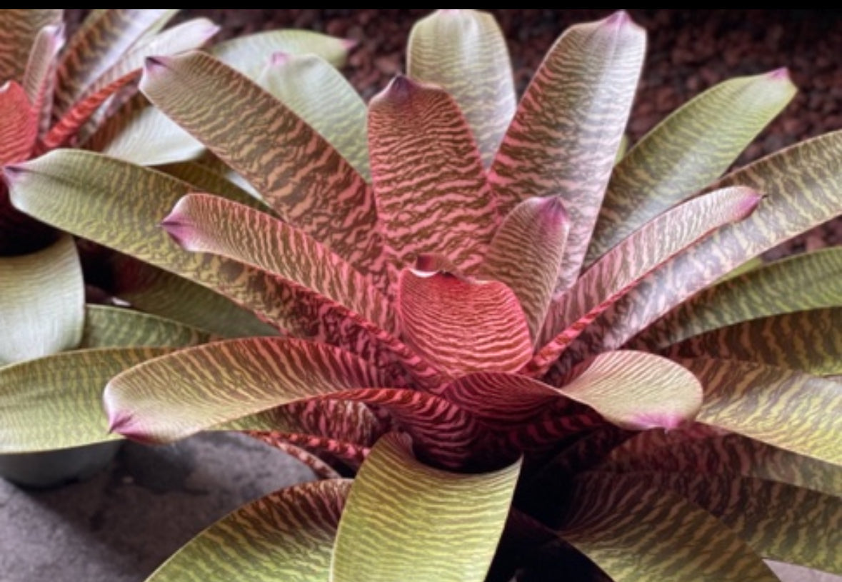Vriesea ‘Haleiwa Sunset’