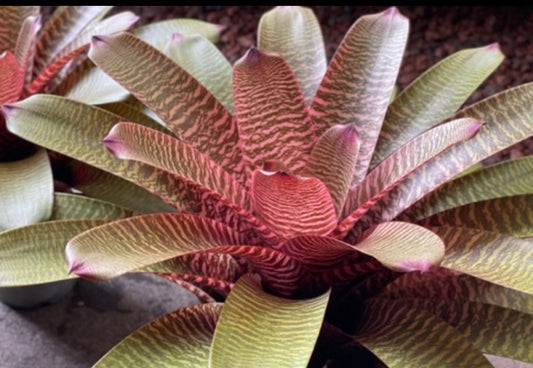 Vriesea ‘Haleiwa Sunset’
