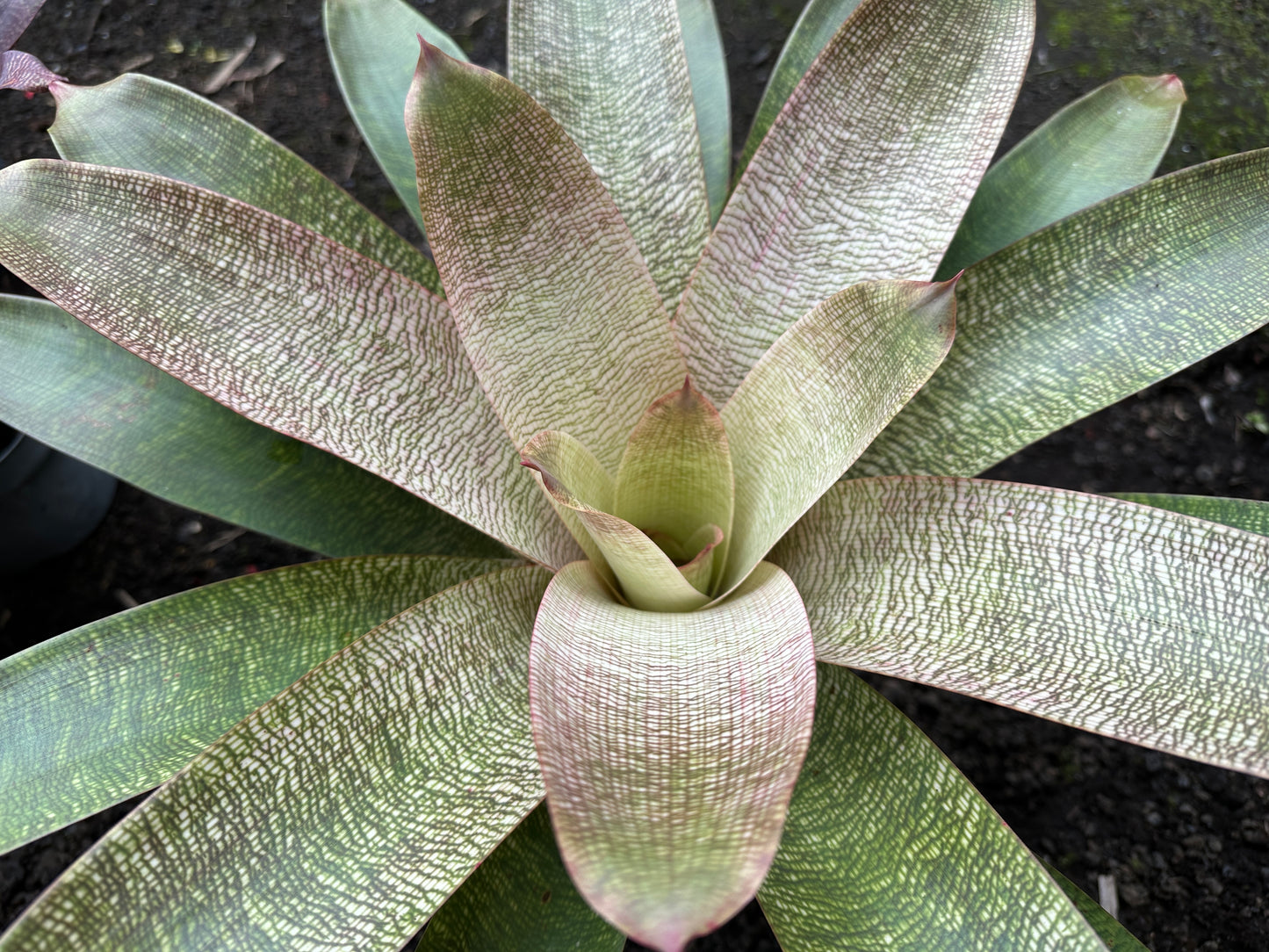 Vriesea ‘Kiku’ x ‘White Lighting’