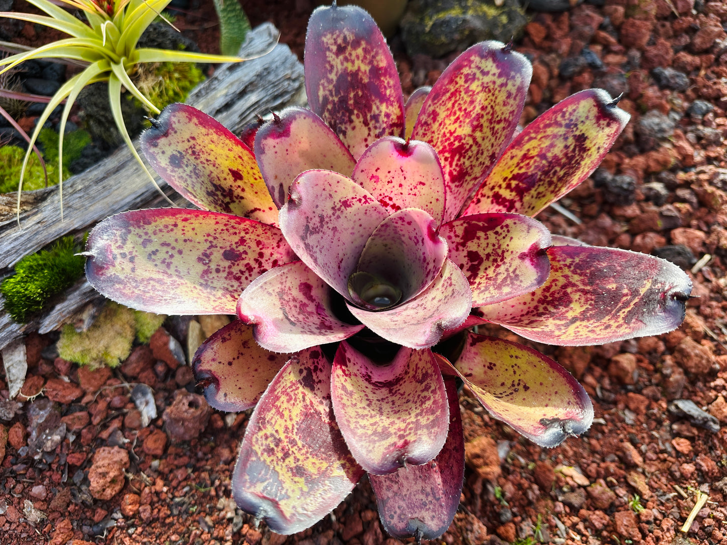 Neoregelia hybrid