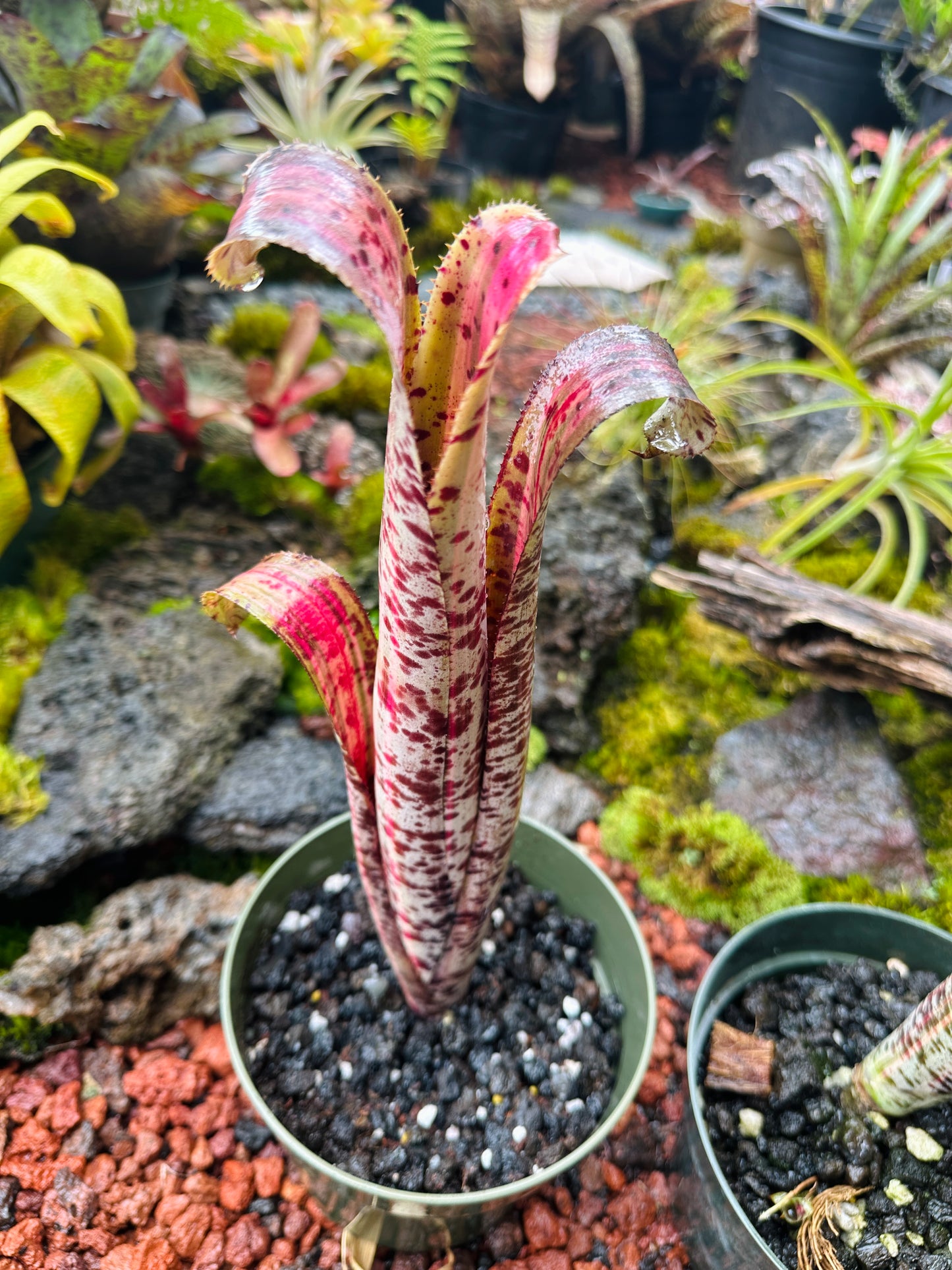 Quesnelia marmorata variegated cv. ‘Rafael Oliveira’