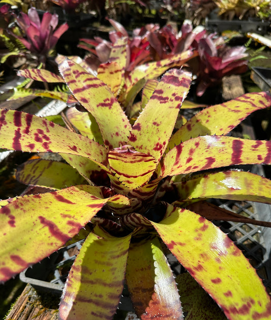Neoregelia Carcharodon Tiger x ornato