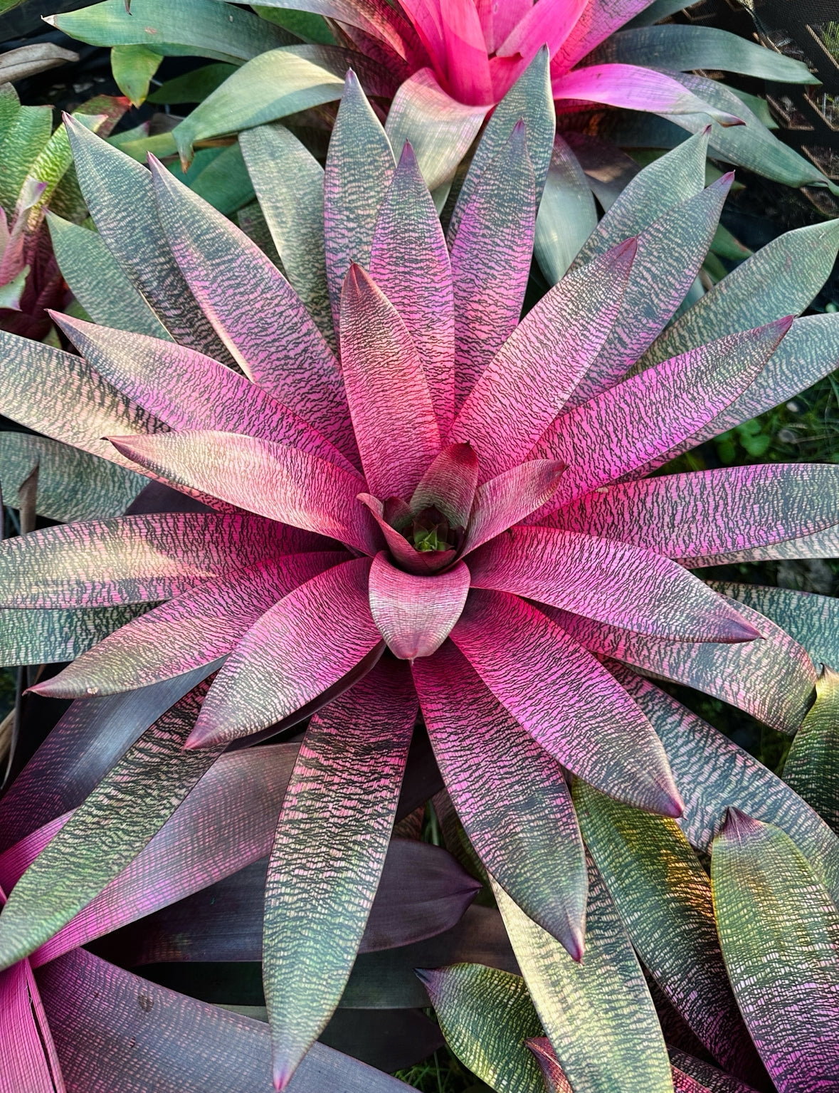 Vriesea ‘Kelci Shiigi’