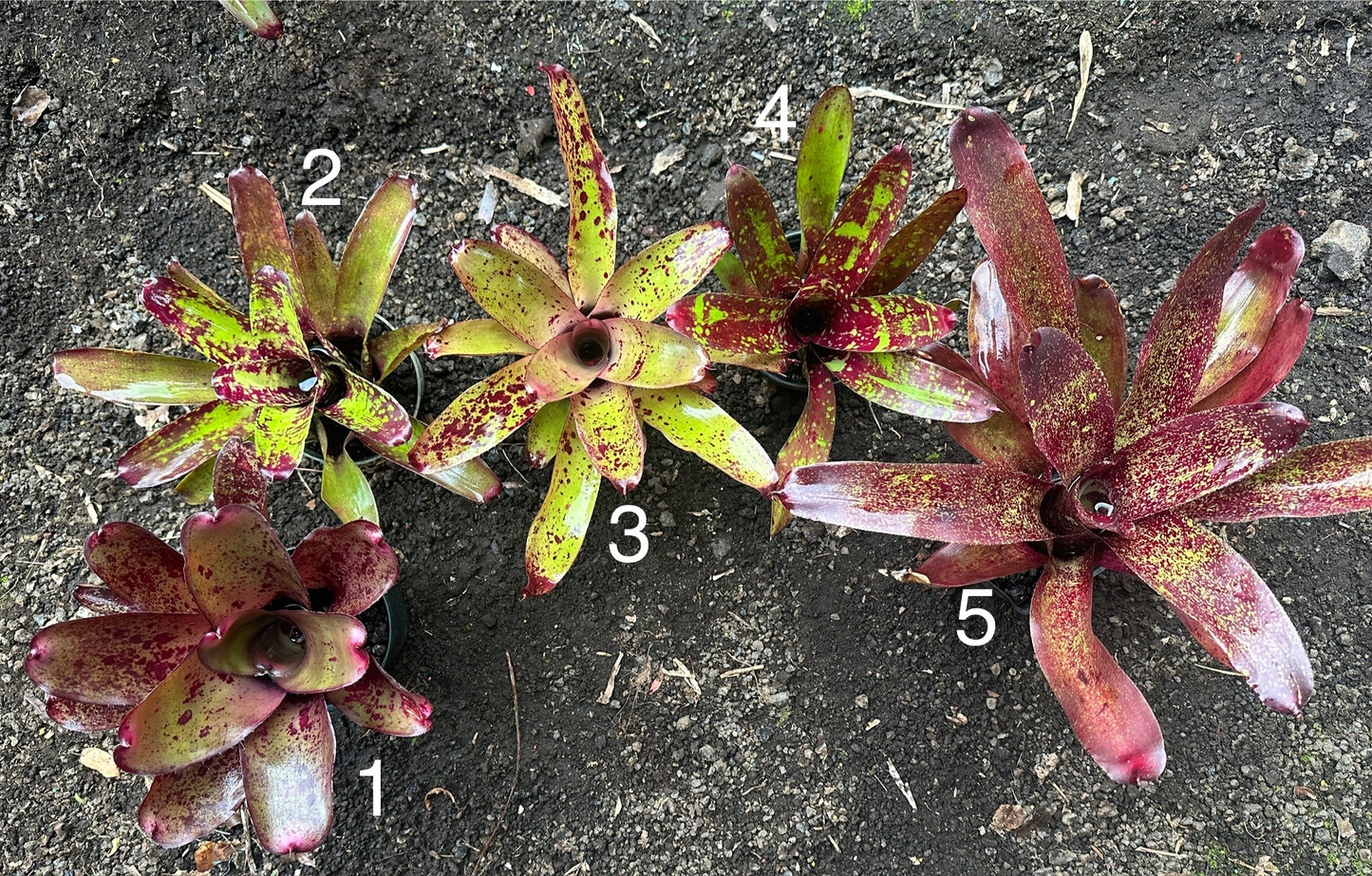 Assorted Neoregelia