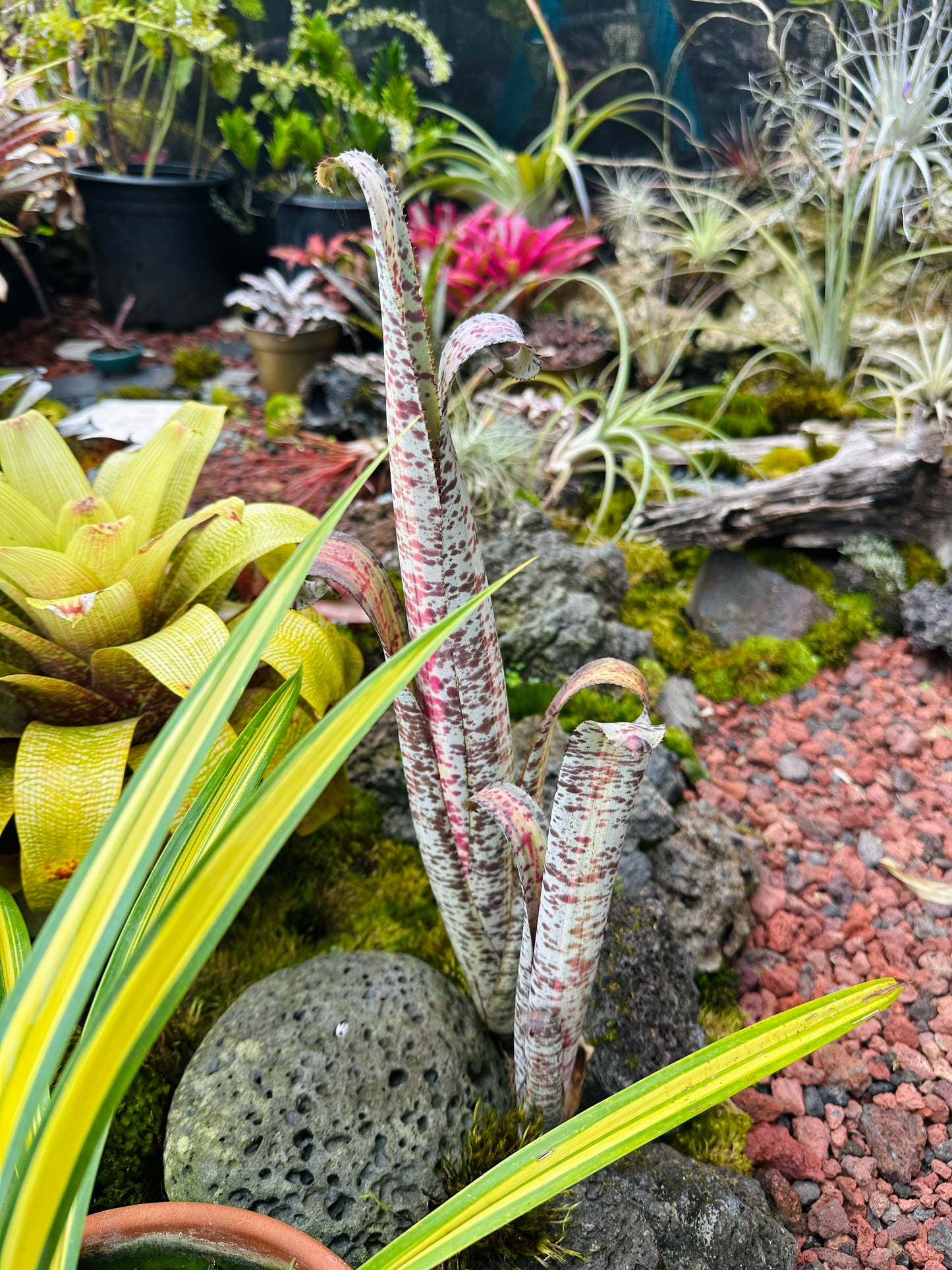 Quesnelia marmorata variegated cv. ‘Rafael Oliveira’