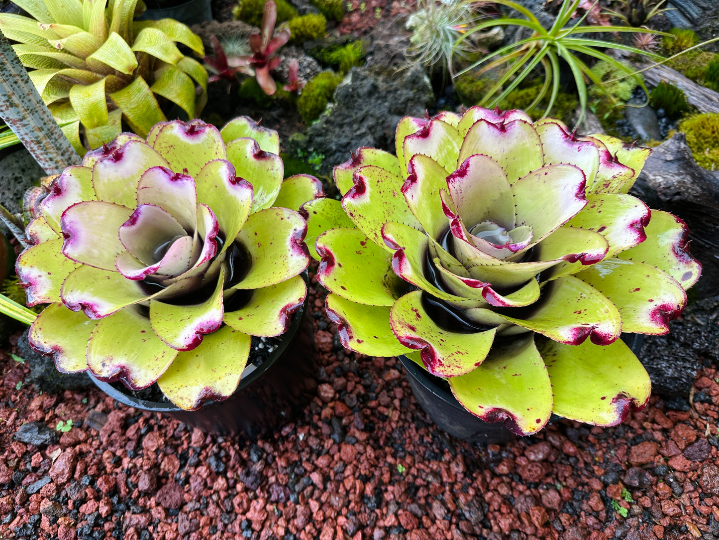 Neoregelia ‘Lilikoi’