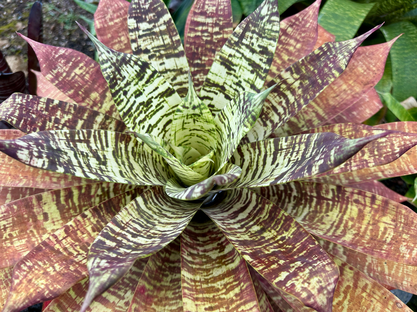 Goudaea Golden Dragon