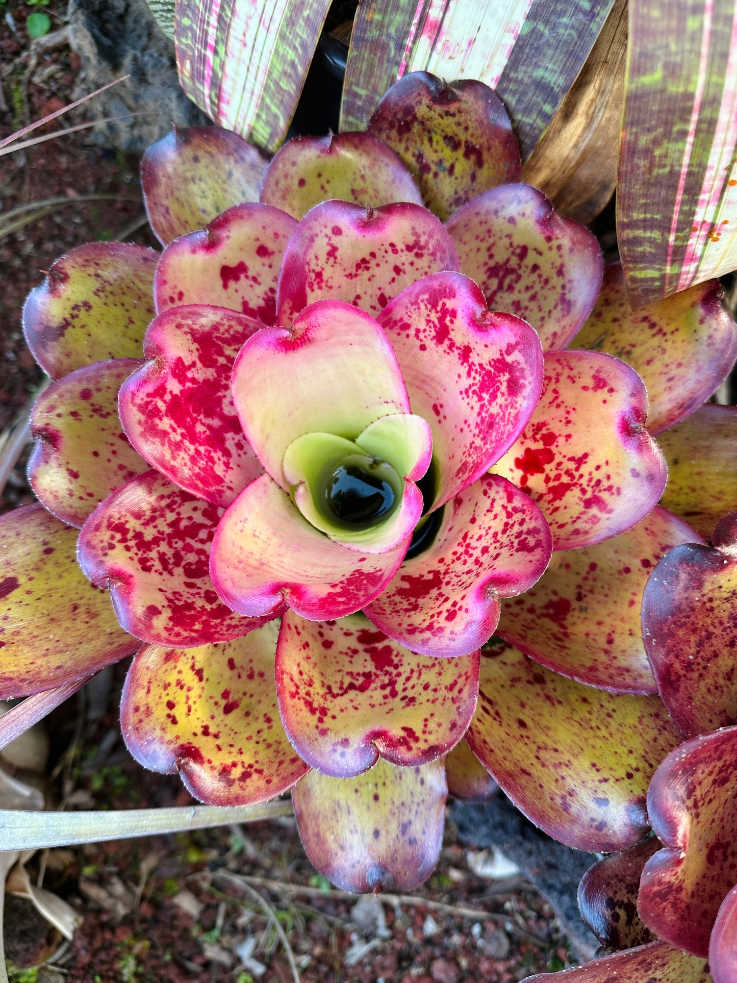 Neoregelia ‘John Hirota’