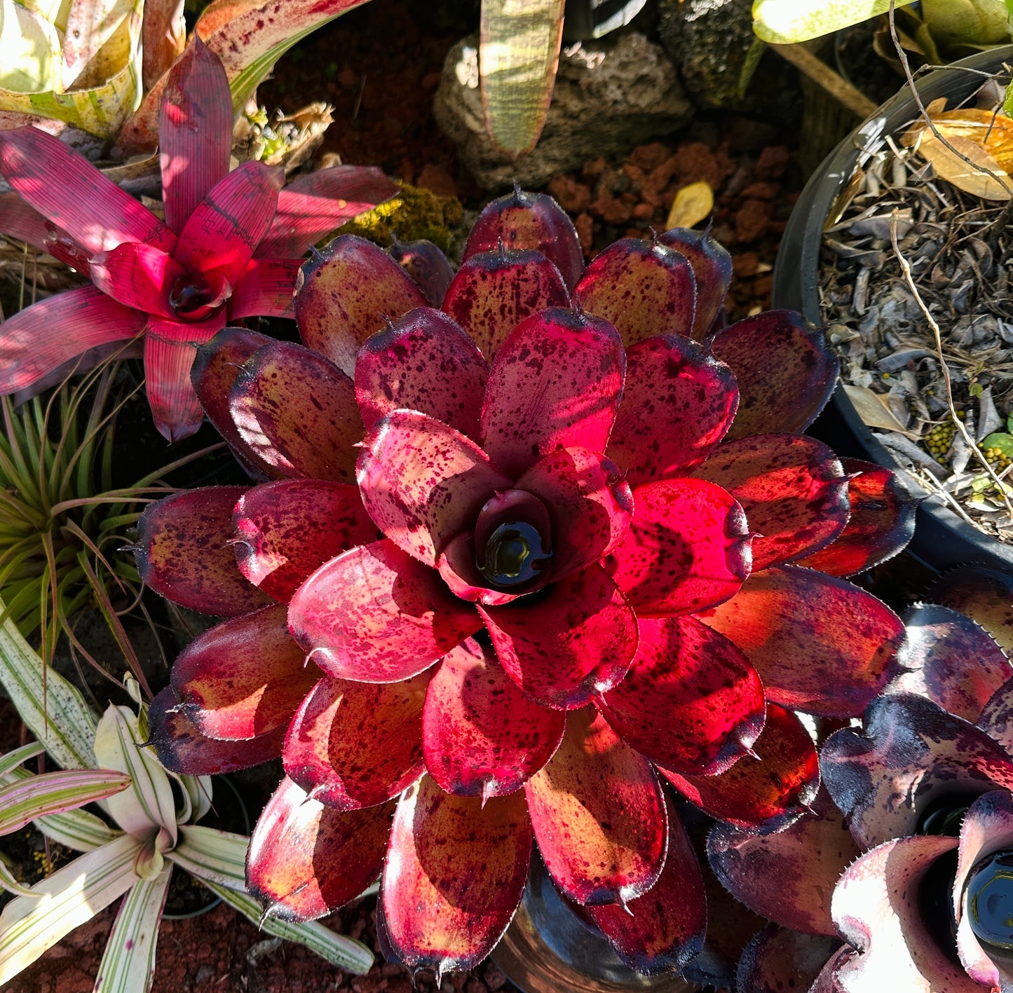 Neoregelia ‘Kawika’ x ‘Hawaiian Rainforest’