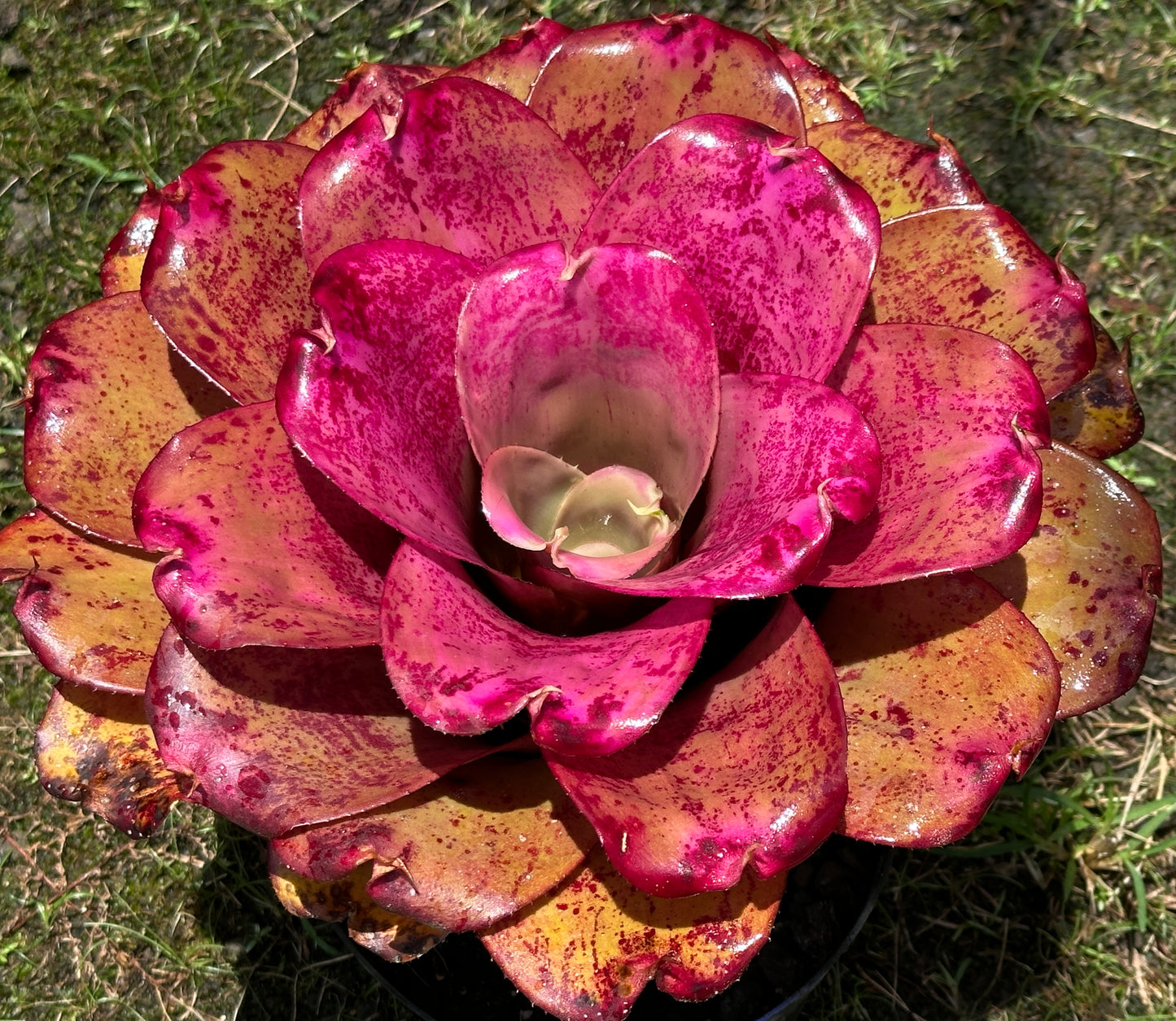 Neoregelia ‘Panaewa Princess’