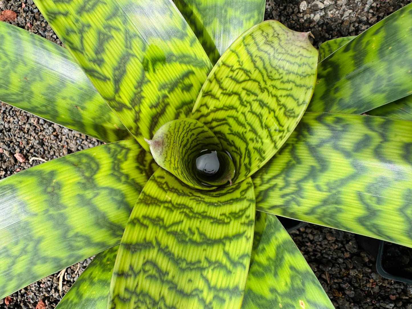 Vriesea hieroglyphica