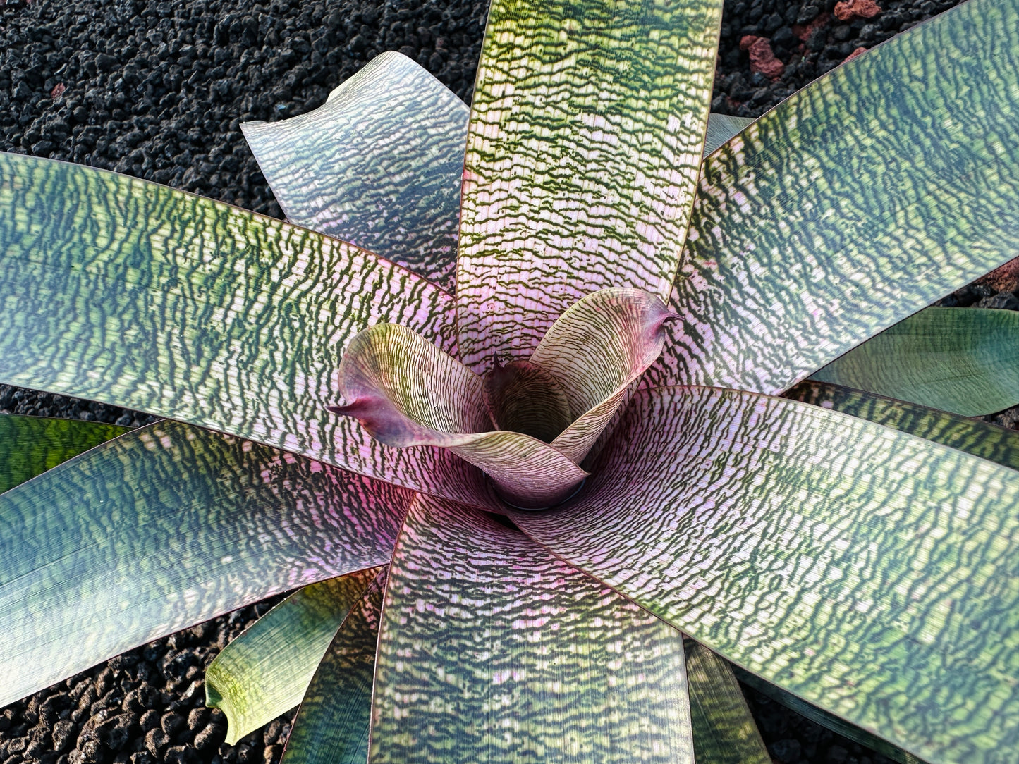 Vriesea ‘Pretty in Pink’ Hybrid