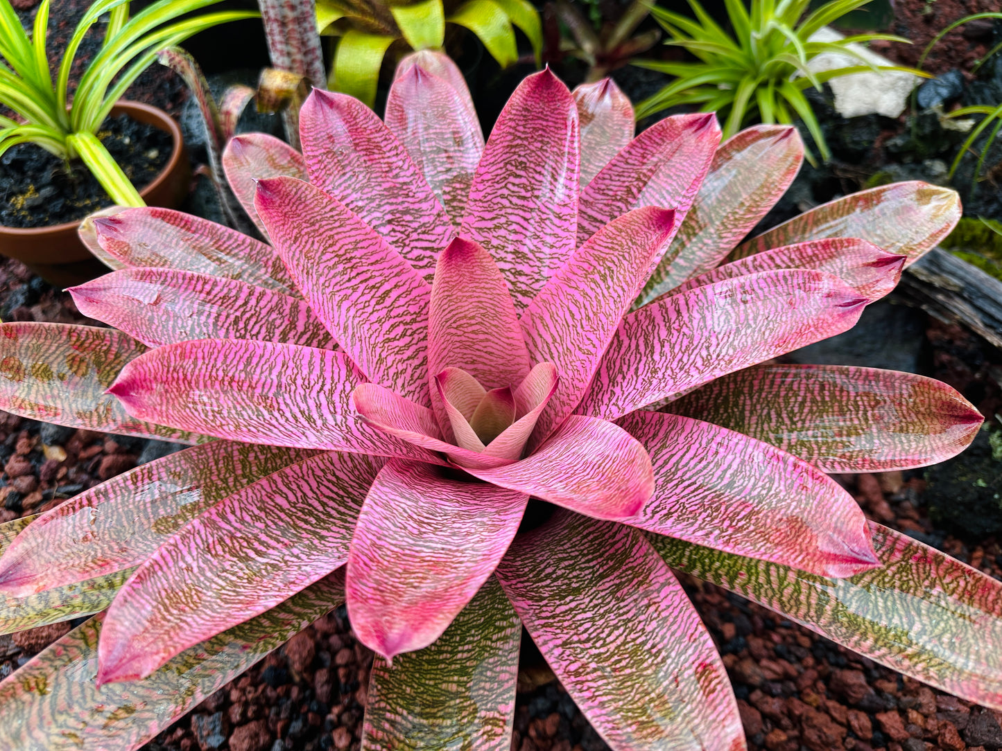 Vriesea ‘Leina’ala’ x ‘Hilo Rainbow’