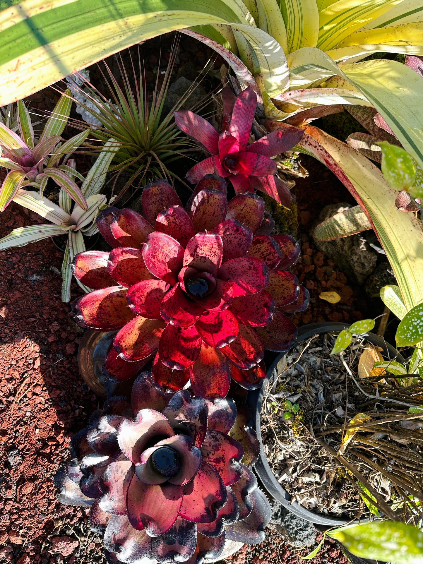 Neoregelia ‘Kawika’ x ‘Hawaiian Rainforest’