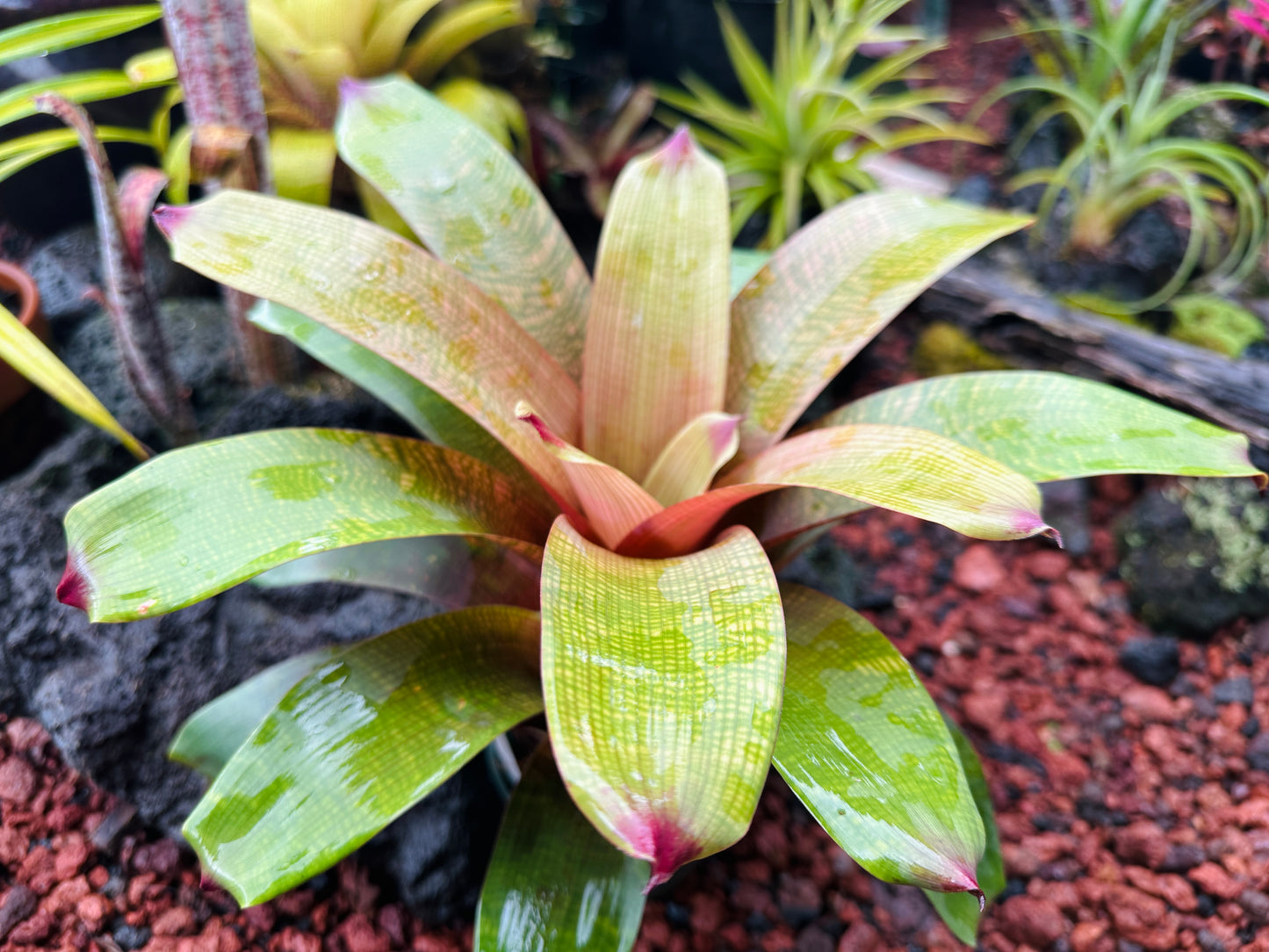 Vriesea fenestralis x ‘Golden Warrior’