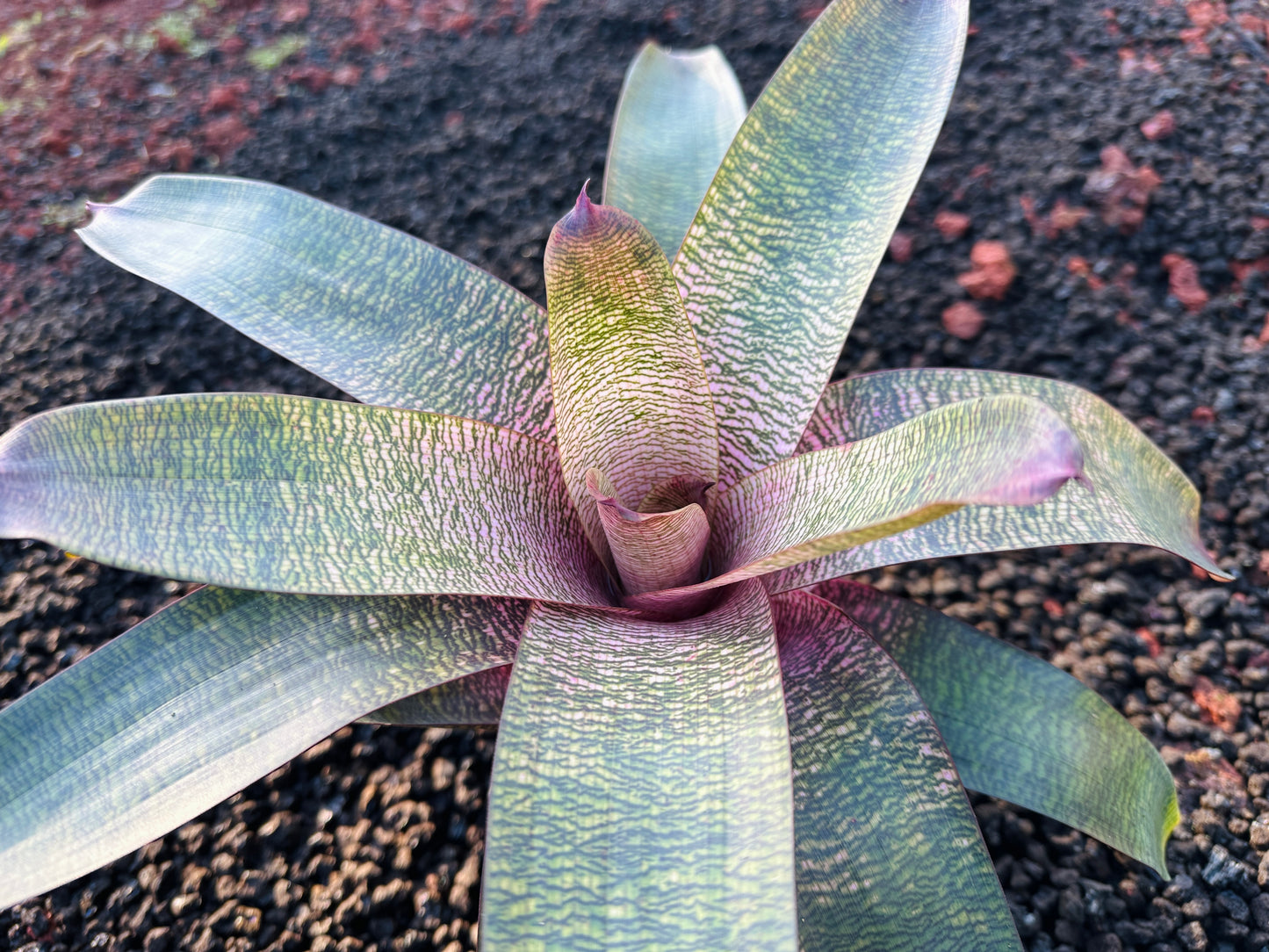 Vriesea ‘Pretty in Pink’ Hybrid