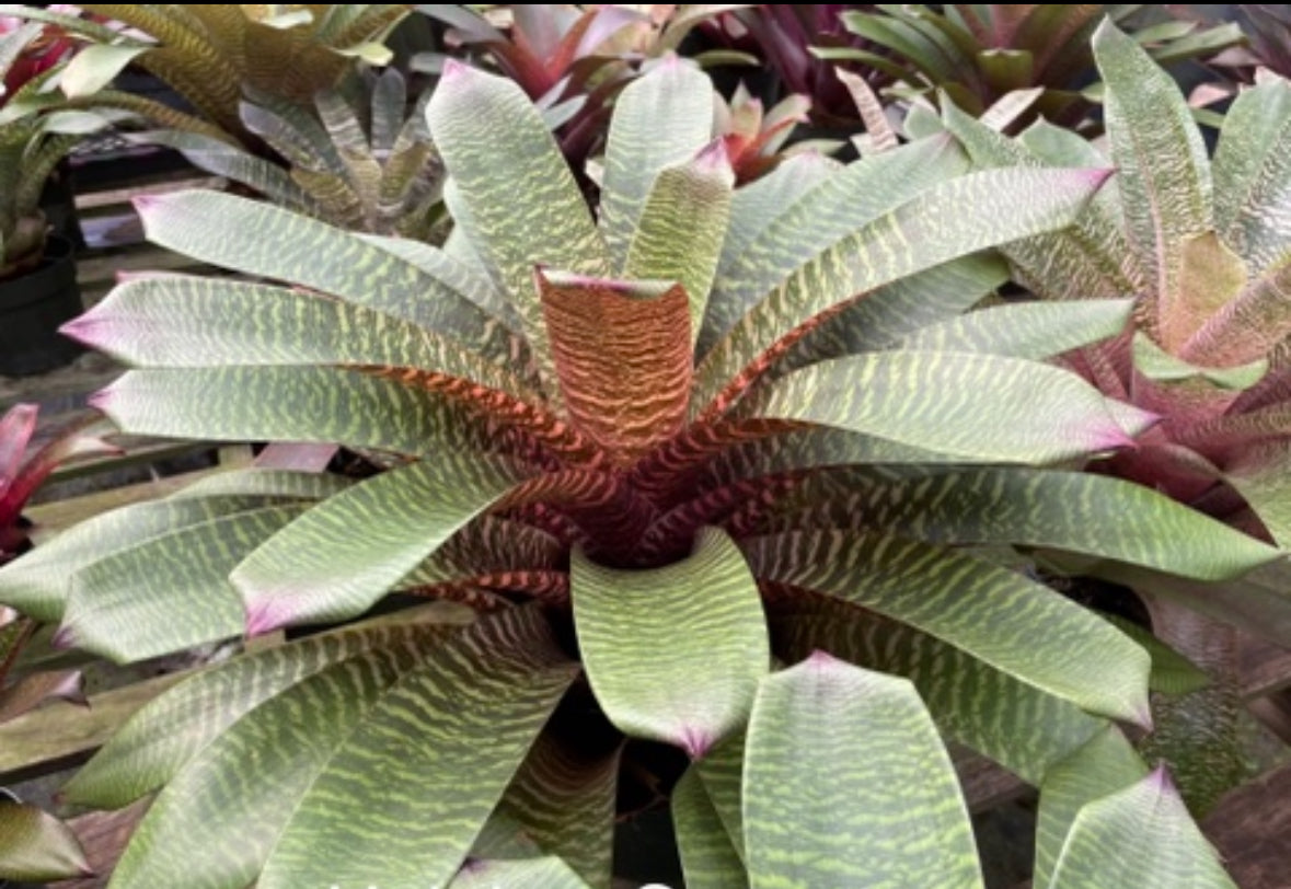 Vriesea ‘Haleiwa Sunset’