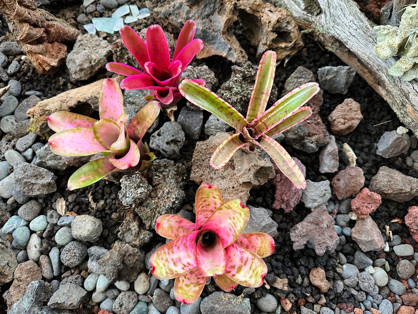Assorted Neoregelia Minis