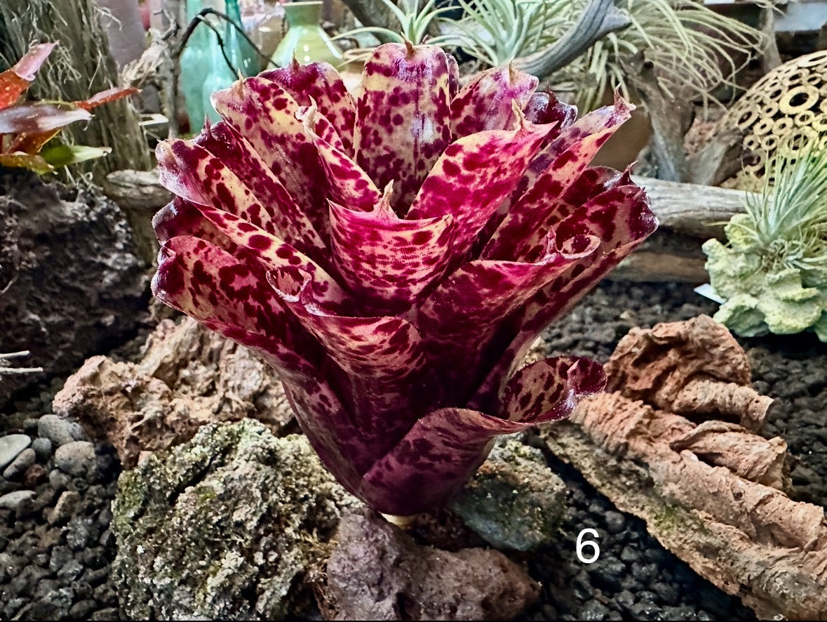 Assorted Neoregelia Minis