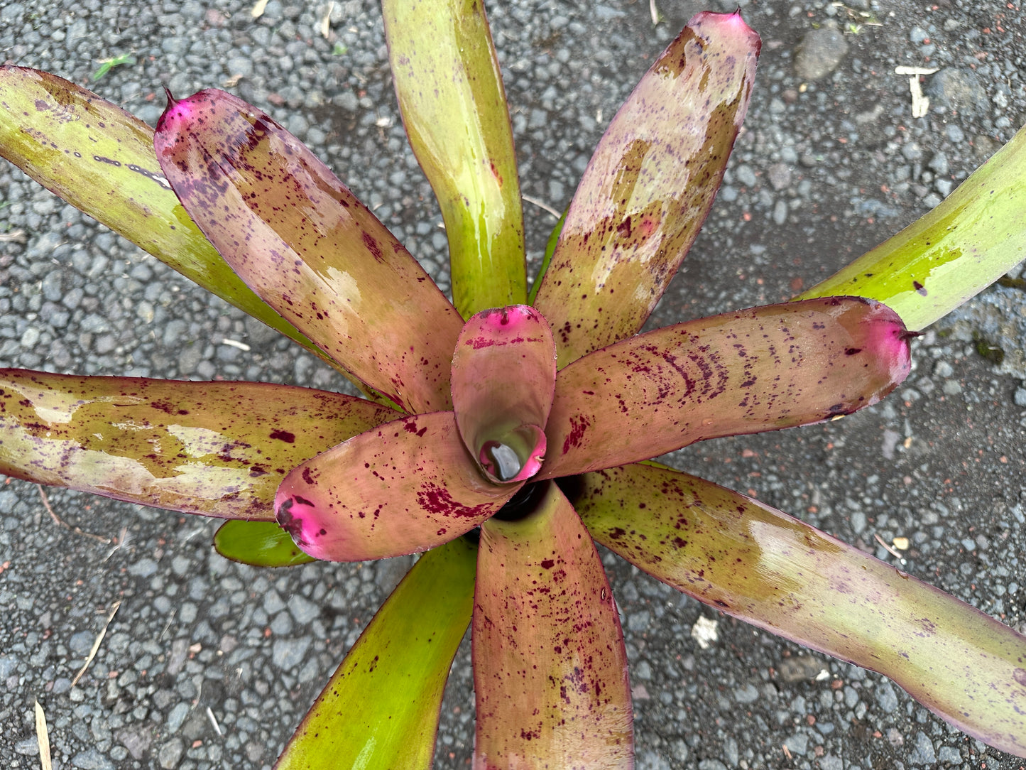 Neoregelia ‘Pahoa Days’