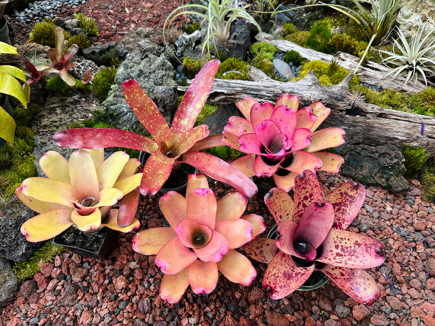 Assorted Neoregelia