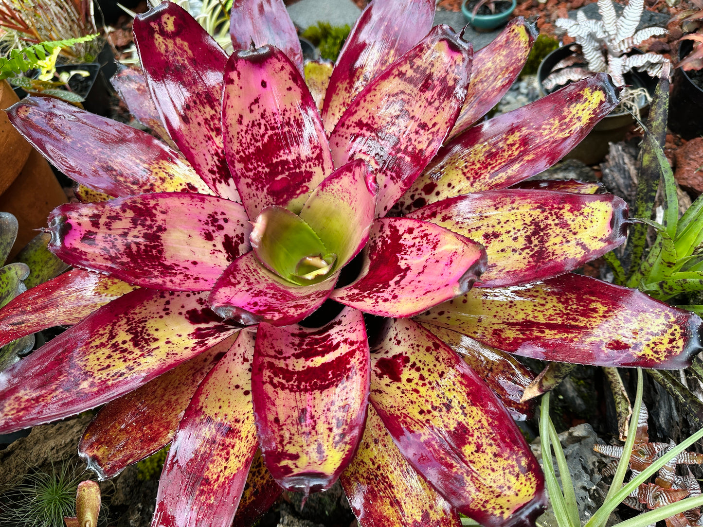 Neoregelia ‘Ninja’ x ‘Takemura Grande’