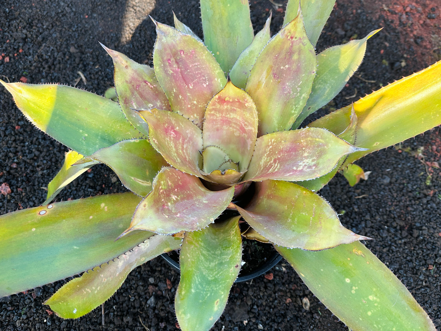 Hohenbergia ‘Megatron’