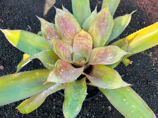 Hohenbergia ‘Megatron’