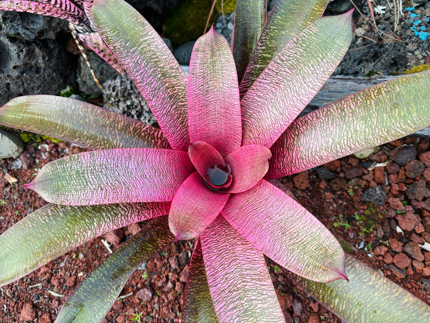 Vriesea ‘Sherlette Shiigi’